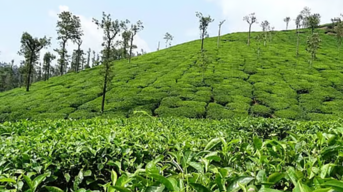 Assam Green Cess Could Raise Construction Costs but Boost Infrastructure and Property Development